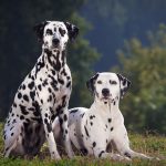 Противопаразитарные препараты для собак комбинированного действия: эффективная защита от паразитов